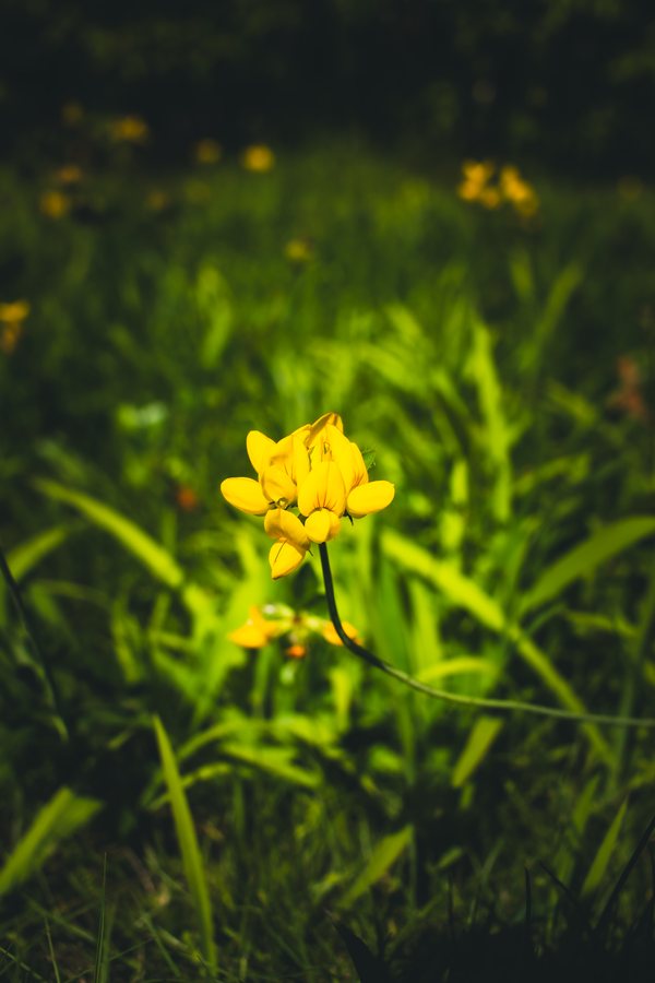 Las flores amarillas del cuernecillo sobre un tallo curvo, con el prado salpicado de amarillo detrás.