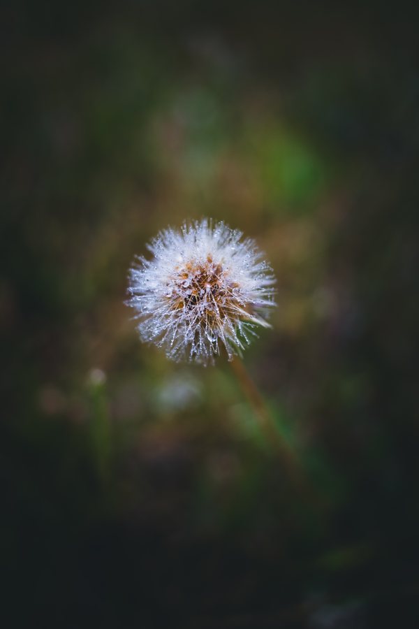 Una cabeza de diente de león cubierta de gotas de rocío, sobre el fondo oscuro del prado.