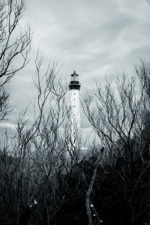 La linterna del faro emerge entre una maraña de ramas sin hojas.