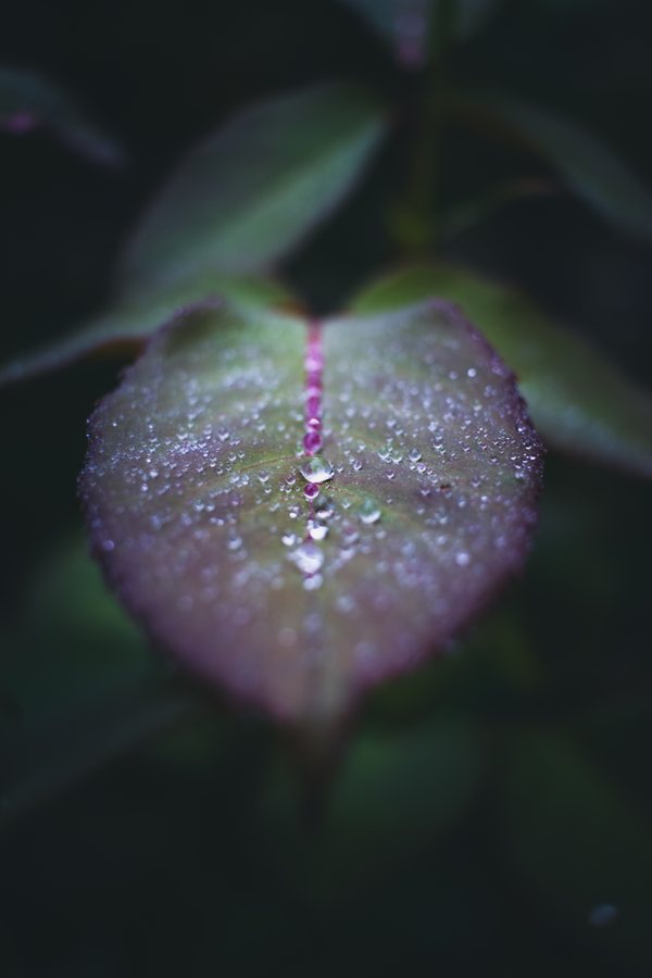 Gotas de rocío ordenadas a lo largo del nervio rosado de una hoja.